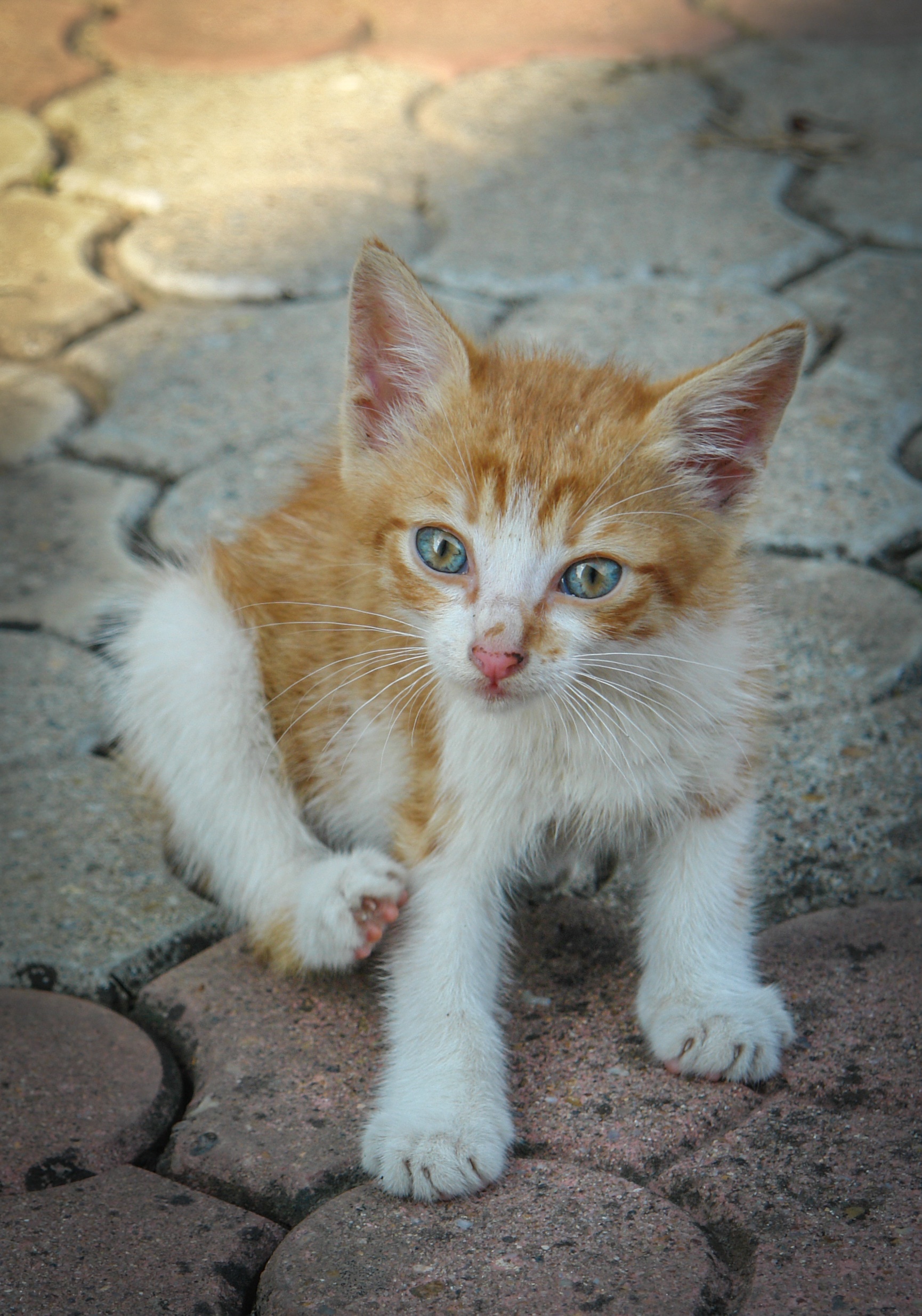 white and orange tabby kitten