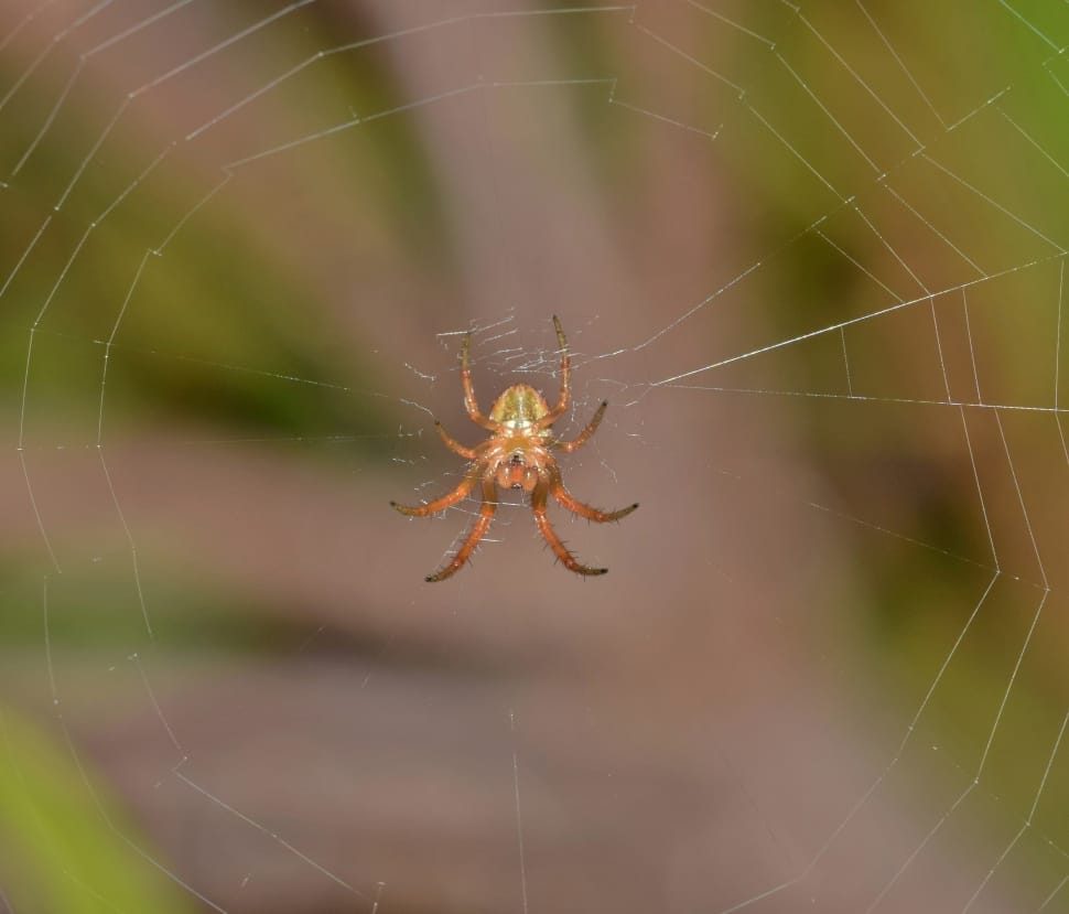 barn spider preview
