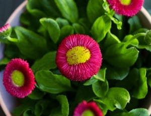 pink clustered petals flower thumbnail