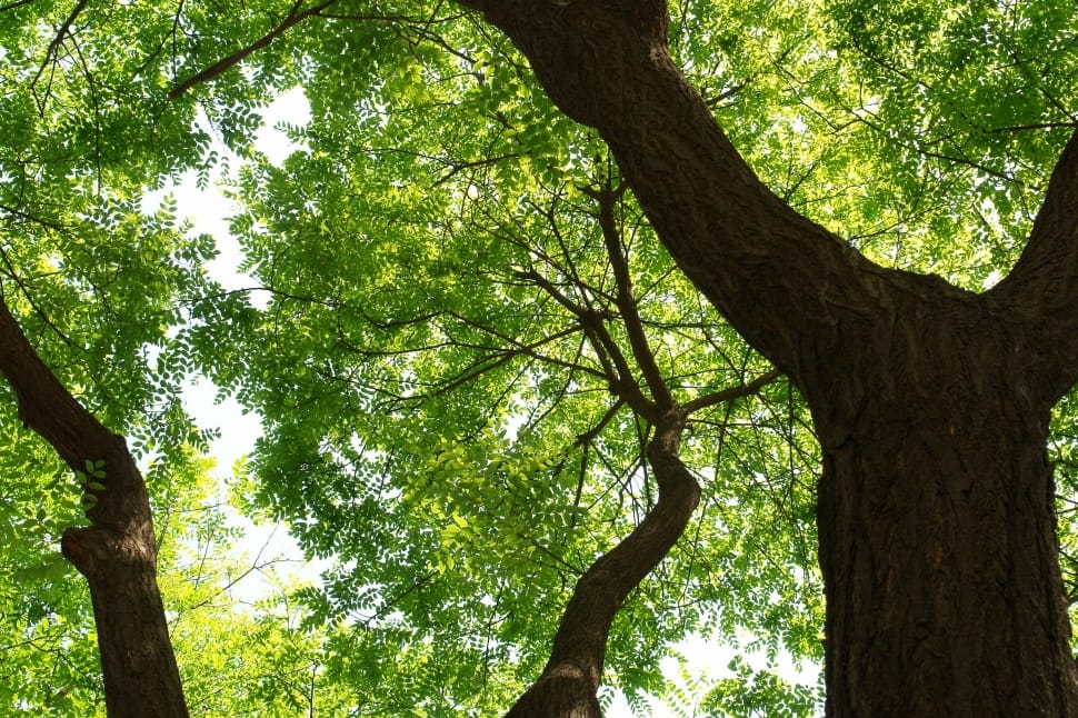 low angle photography of trees preview