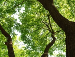low angle photography of trees thumbnail