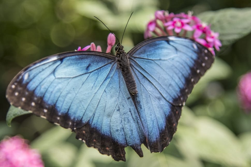 morpho butterfly preview