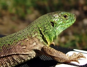 green and gray Reptile thumbnail