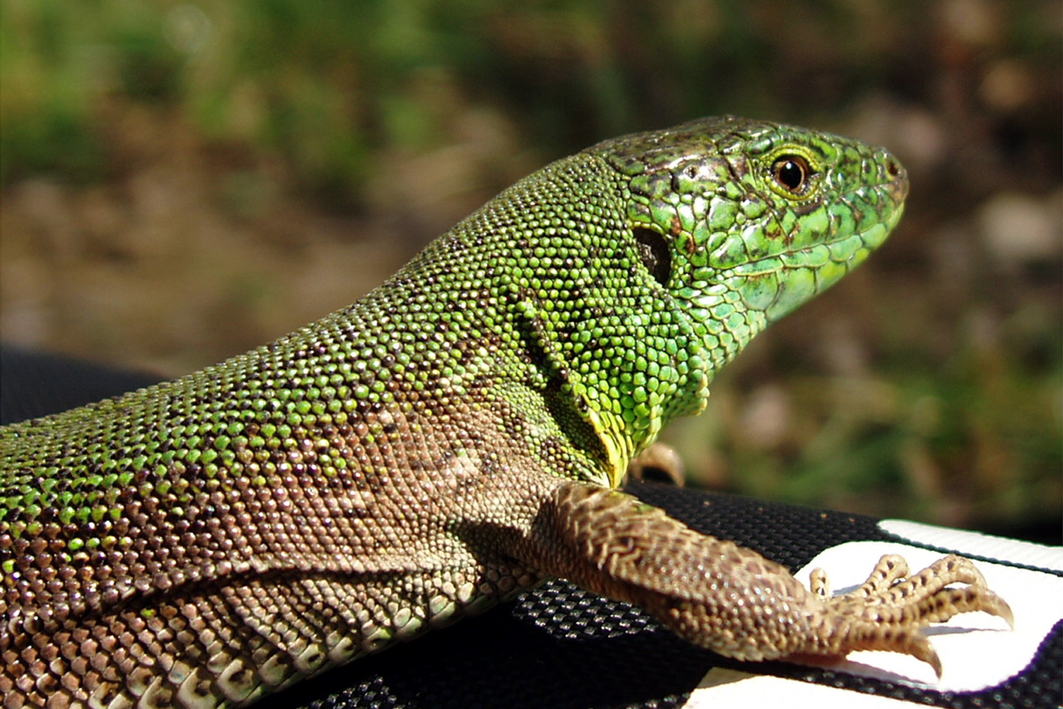 green and gray Reptile