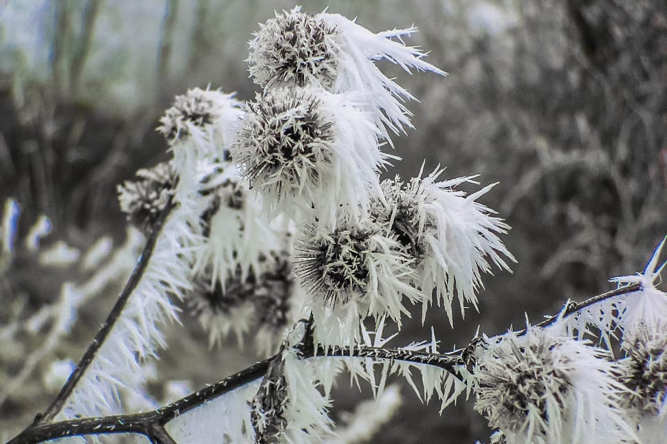 In The Morning, Frost, Dry Grass, Winter, winter, nature preview