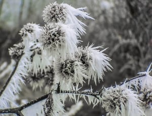 In The Morning, Frost, Dry Grass, Winter, winter, nature thumbnail