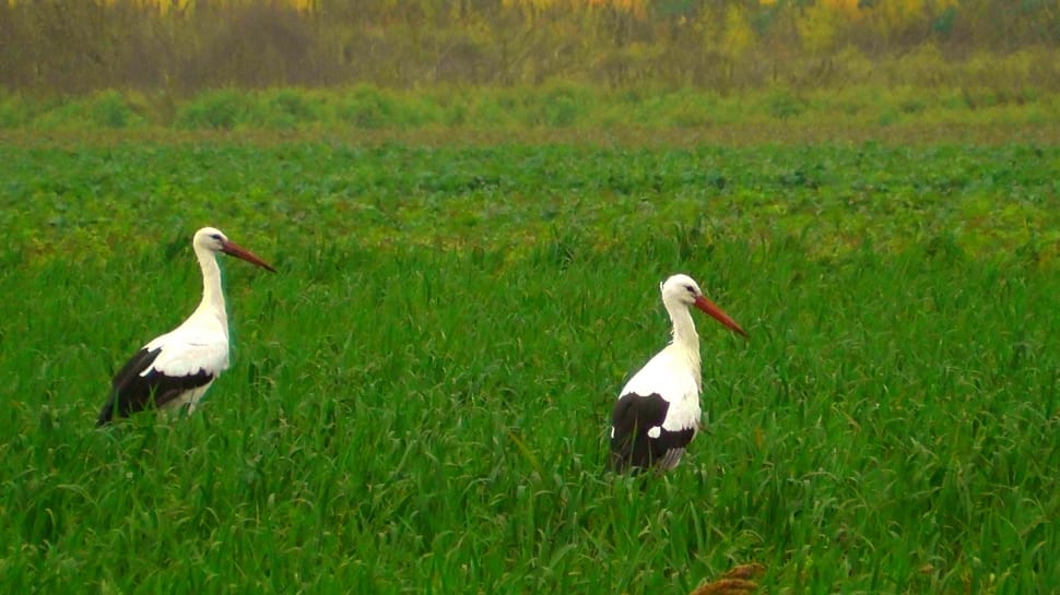 2 white storks preview