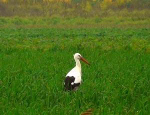 2 white storks thumbnail