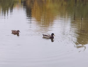2 mallard ducks thumbnail