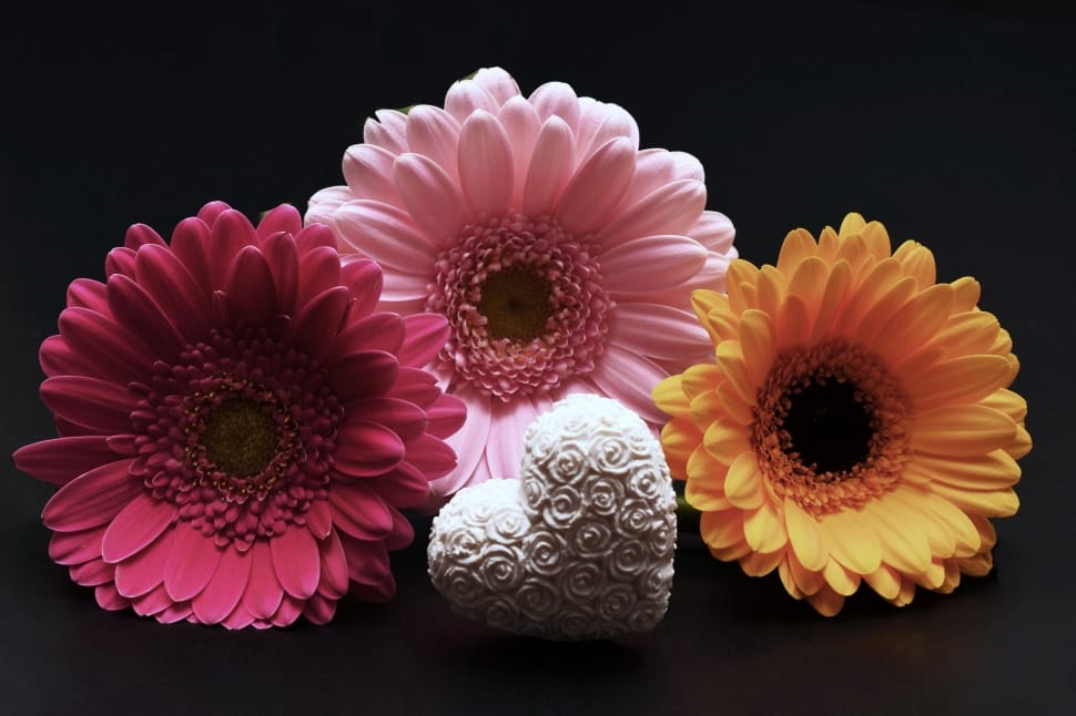 Flowers, Gerbera, Heart, Valentine'S Day, flower, no people preview