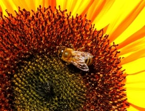 sunflower and bee thumbnail