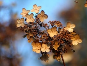 brown petaled flowers thumbnail