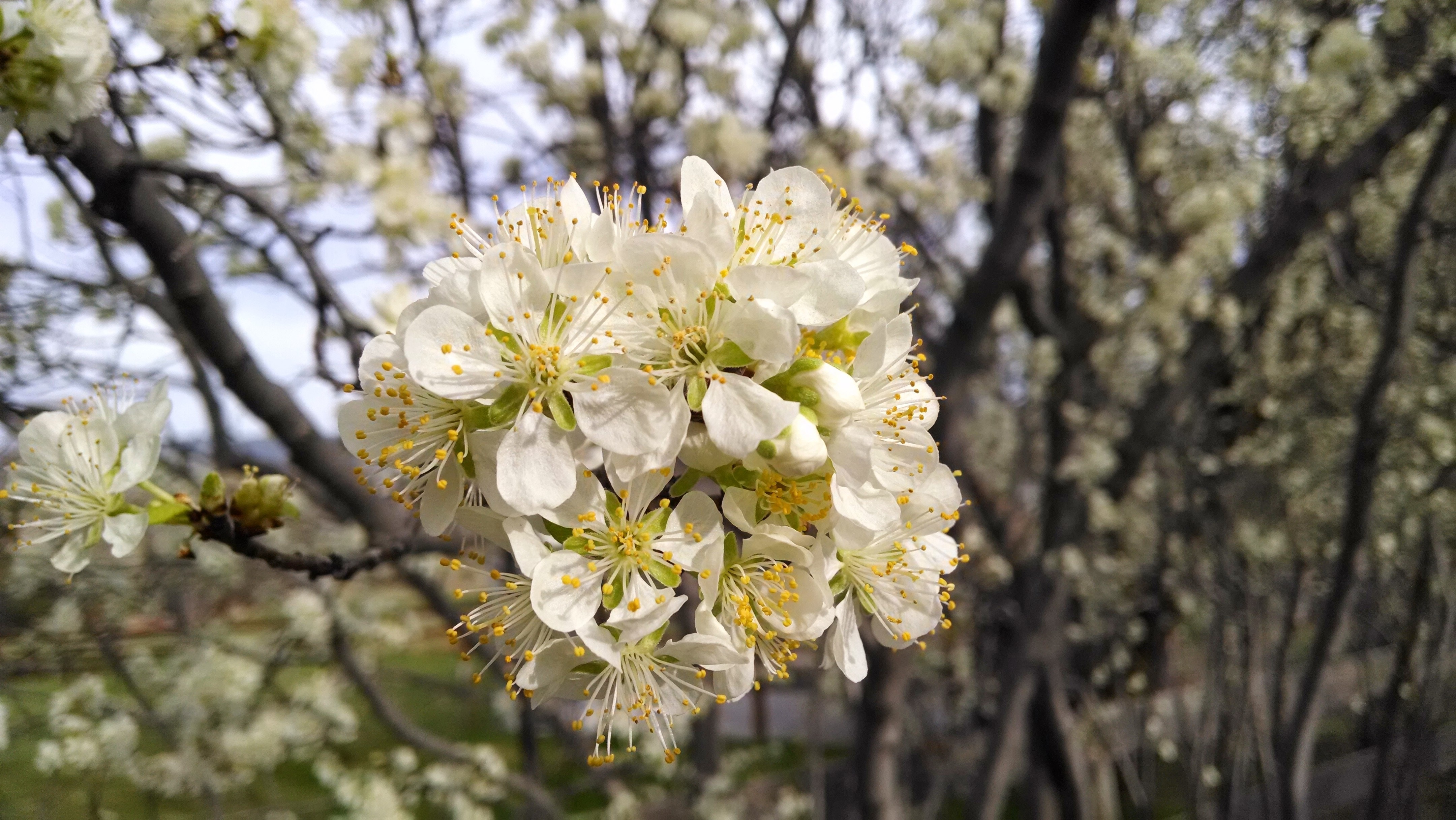 white cherry blossom flower