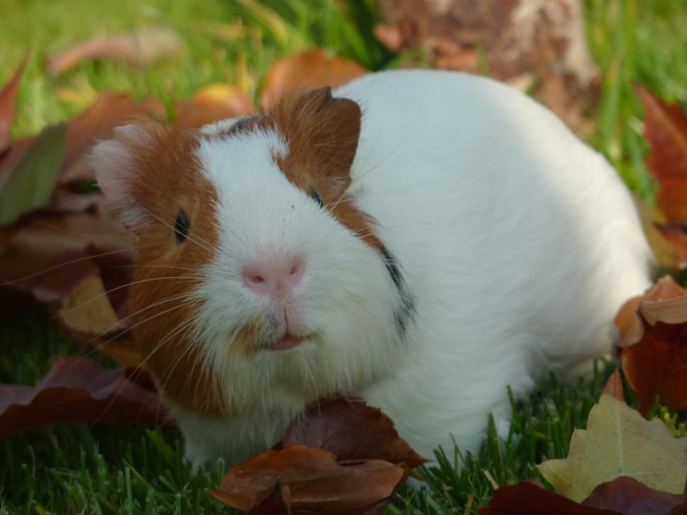 white and brown guinea pig preview