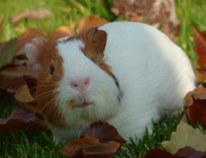 white and brown guinea pig thumbnail
