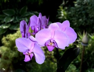 Flower, Plant, Blossom, Bloom, Orchid, flower, pink color thumbnail