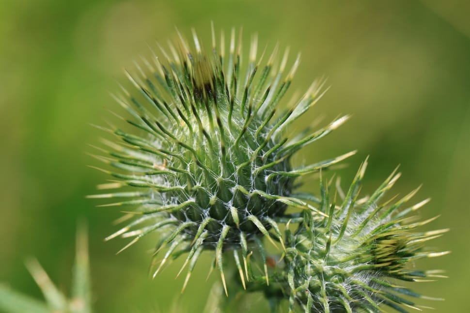 Thistle Flower, Thistle, Prickly, Plant, nature, green color preview