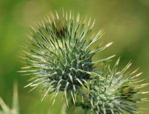 Thistle Flower, Thistle, Prickly, Plant, nature, green color thumbnail