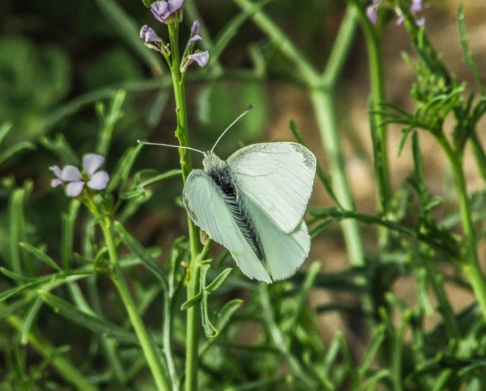 white butterfly on green leaves during daytime preview
