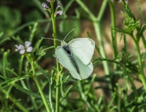 white butterfly on green leaves during daytime thumbnail