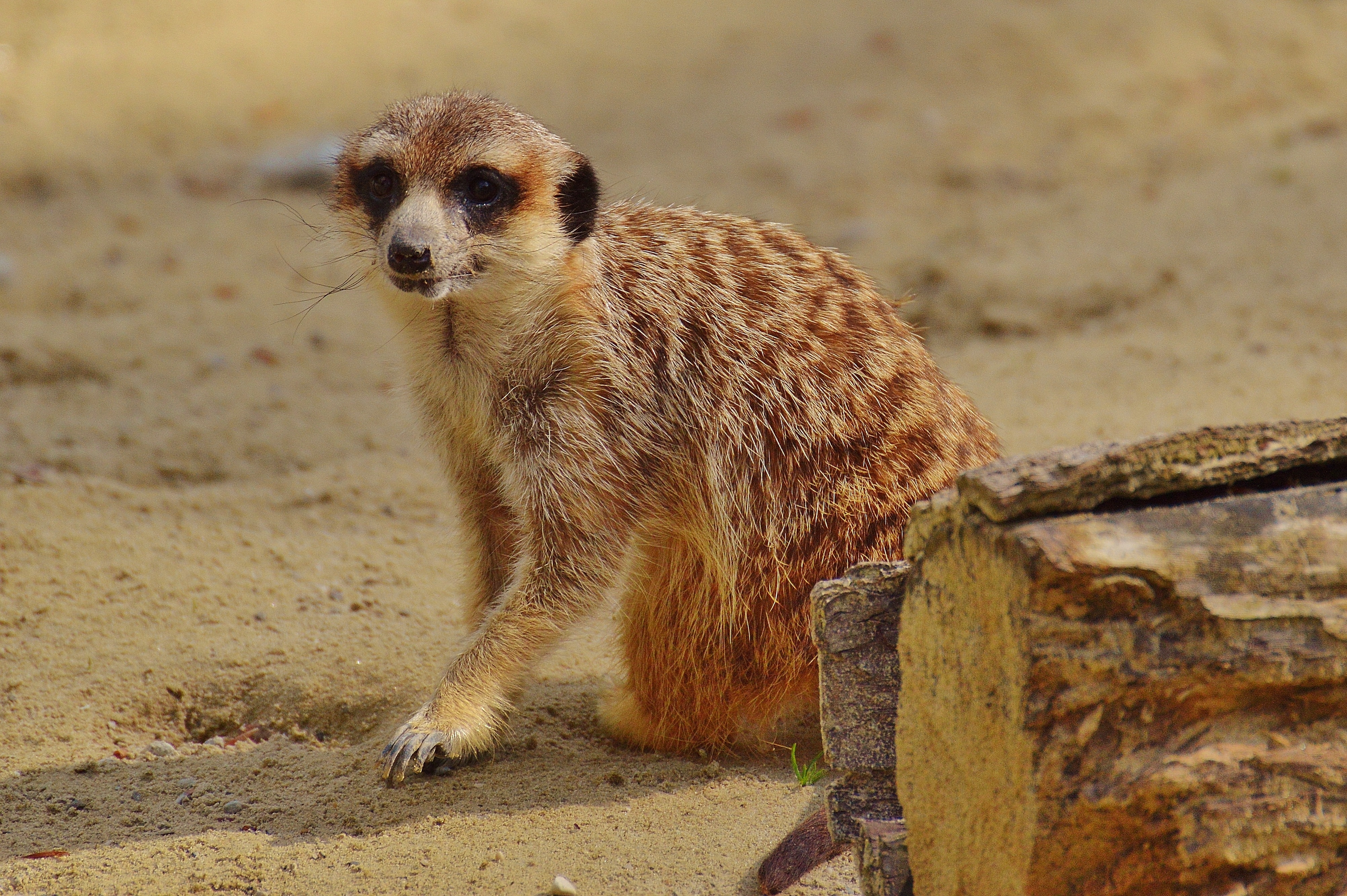 brown and beige meerkat