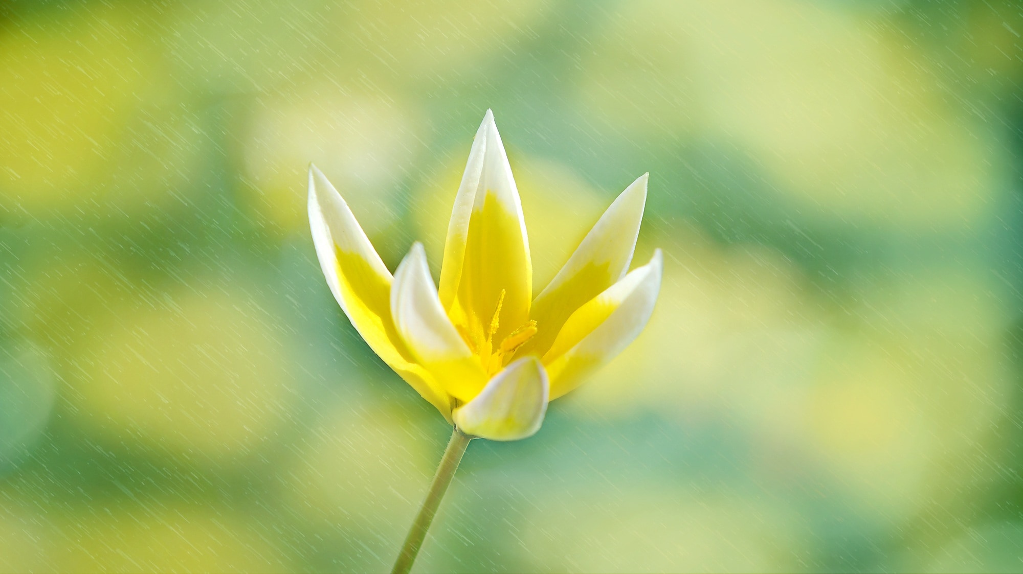 Bloom, Blossom, Flower, Star Tulip, flower, yellow