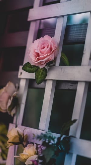 pink rose on white wooden frame thumbnail
