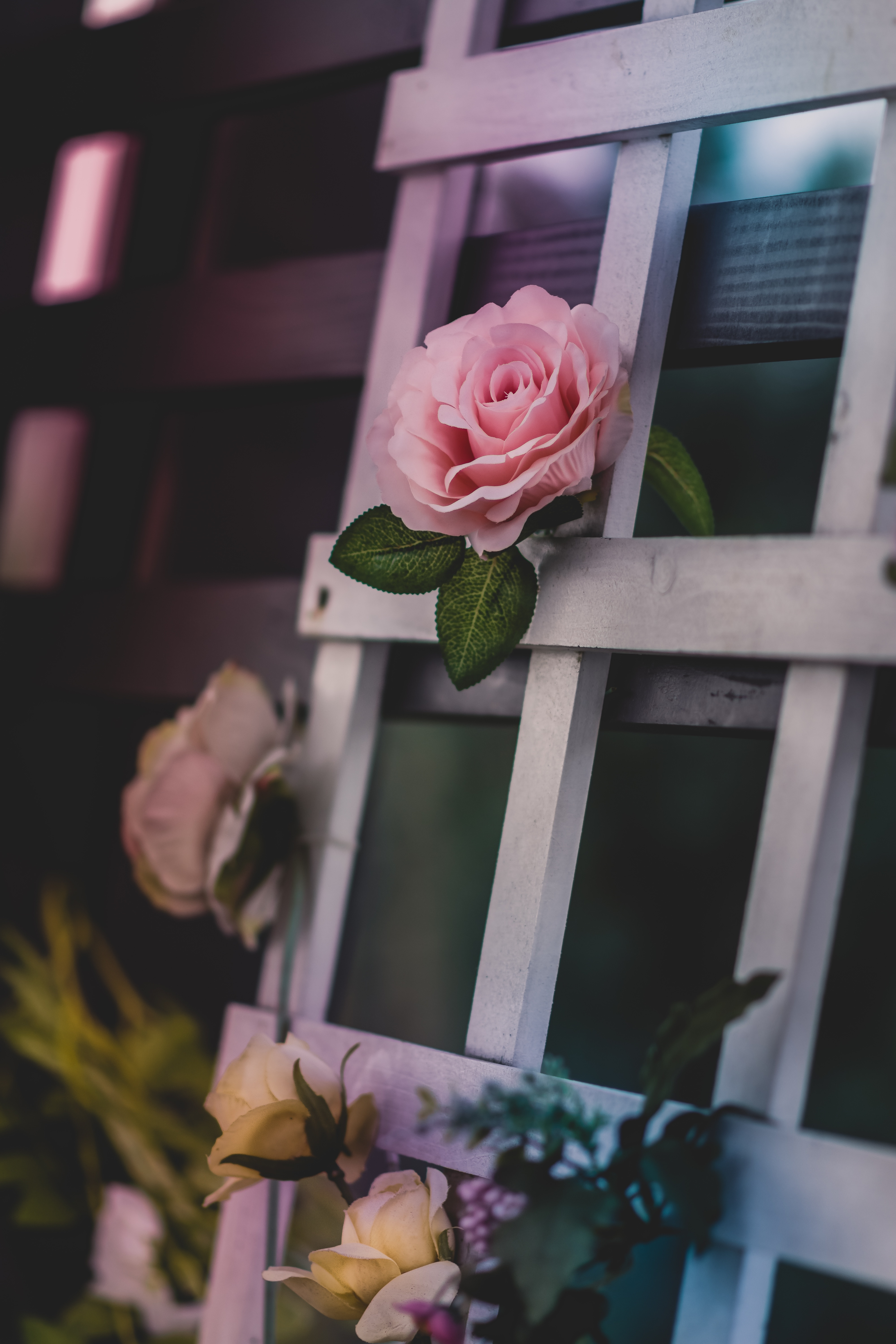 pink rose on white wooden frame