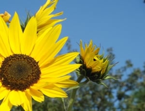 Colorful, Sun, Yellow, Bright, Sunflower, flower, yellow thumbnail