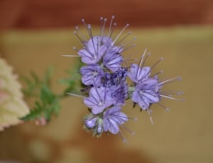 purple cluster flowers close up photography thumbnail