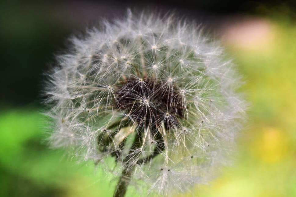 close up photography of white dandelion flower preview