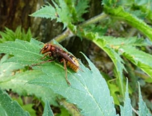 brown and yellow insect thumbnail