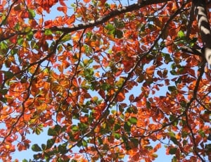 red and green leaf tree thumbnail
