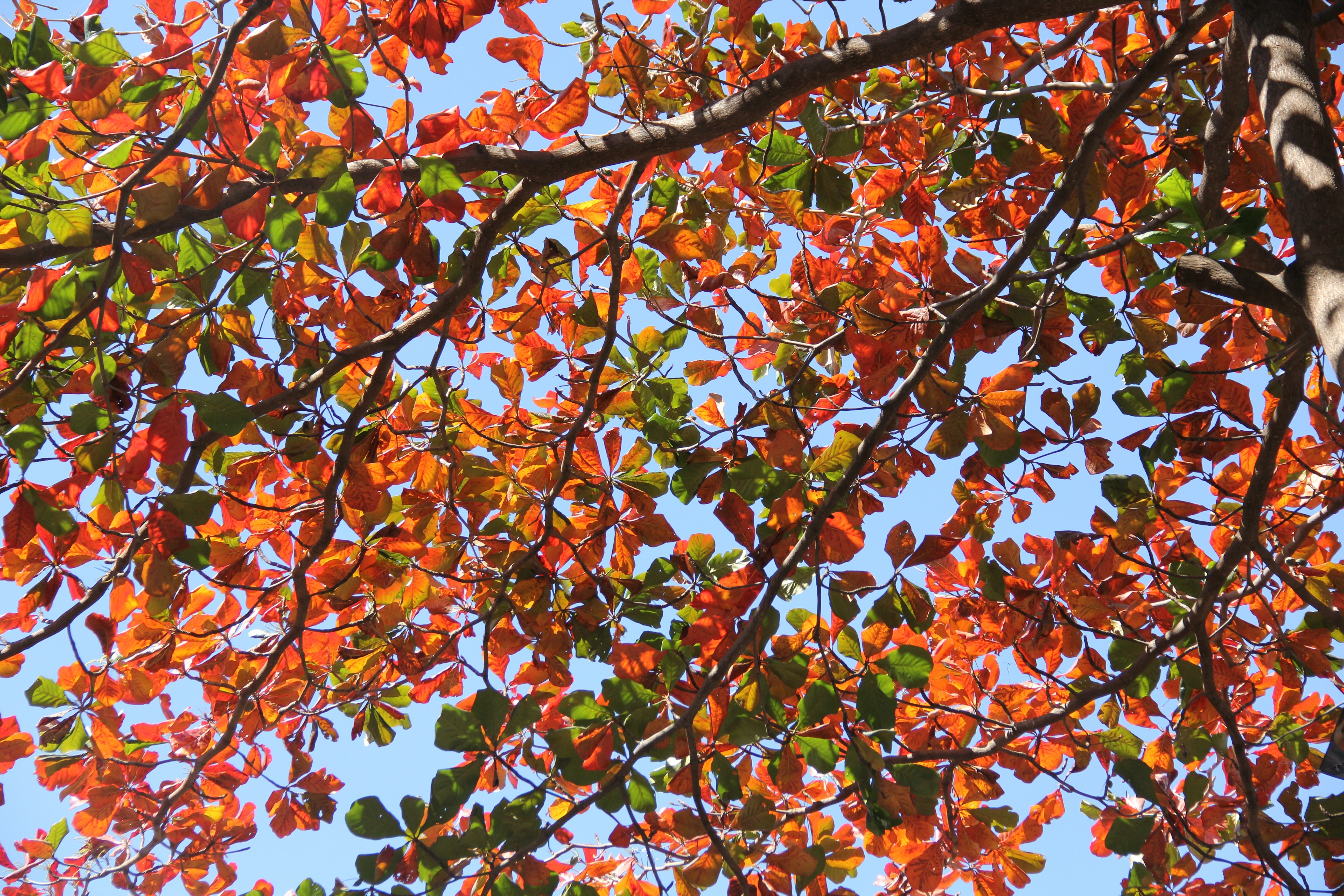 red and green leaf tree