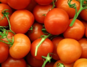 assorted red tomatoes thumbnail