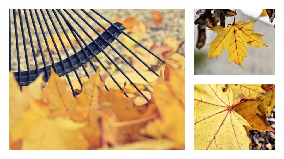 black steel rake and yellow dry leafs preview