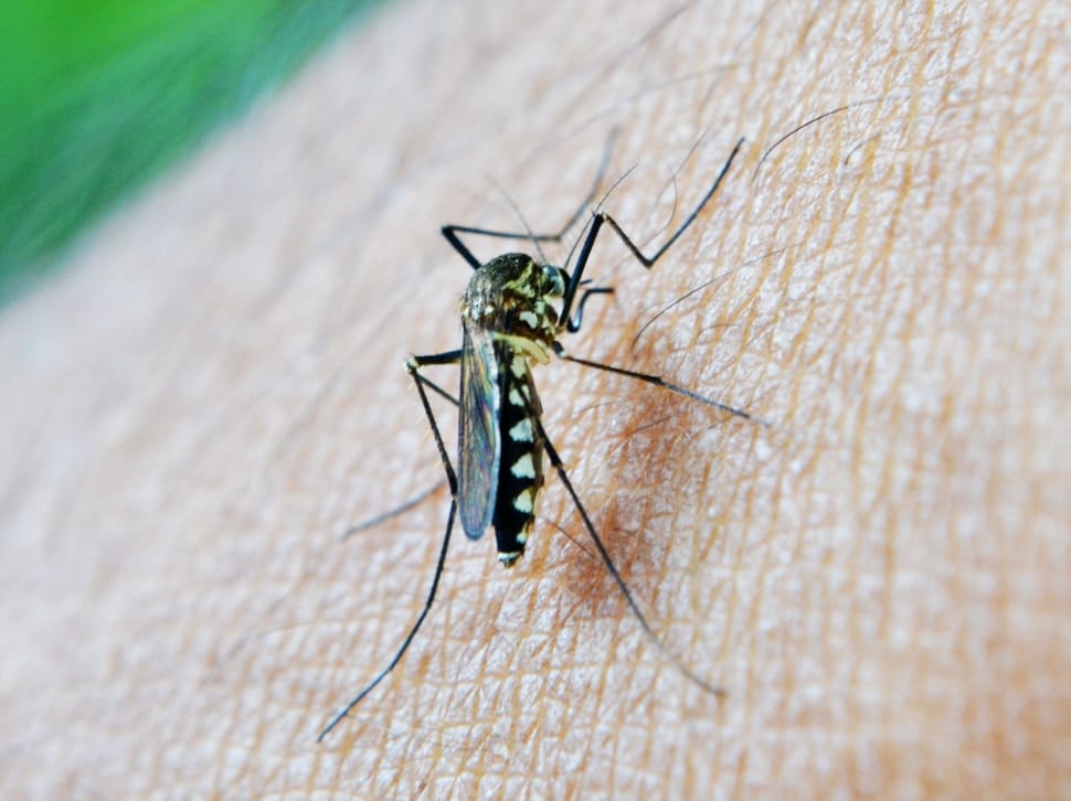 Asian Tiger Mosquito on human skin preview