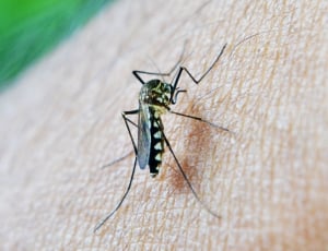 Asian Tiger Mosquito on human skin thumbnail