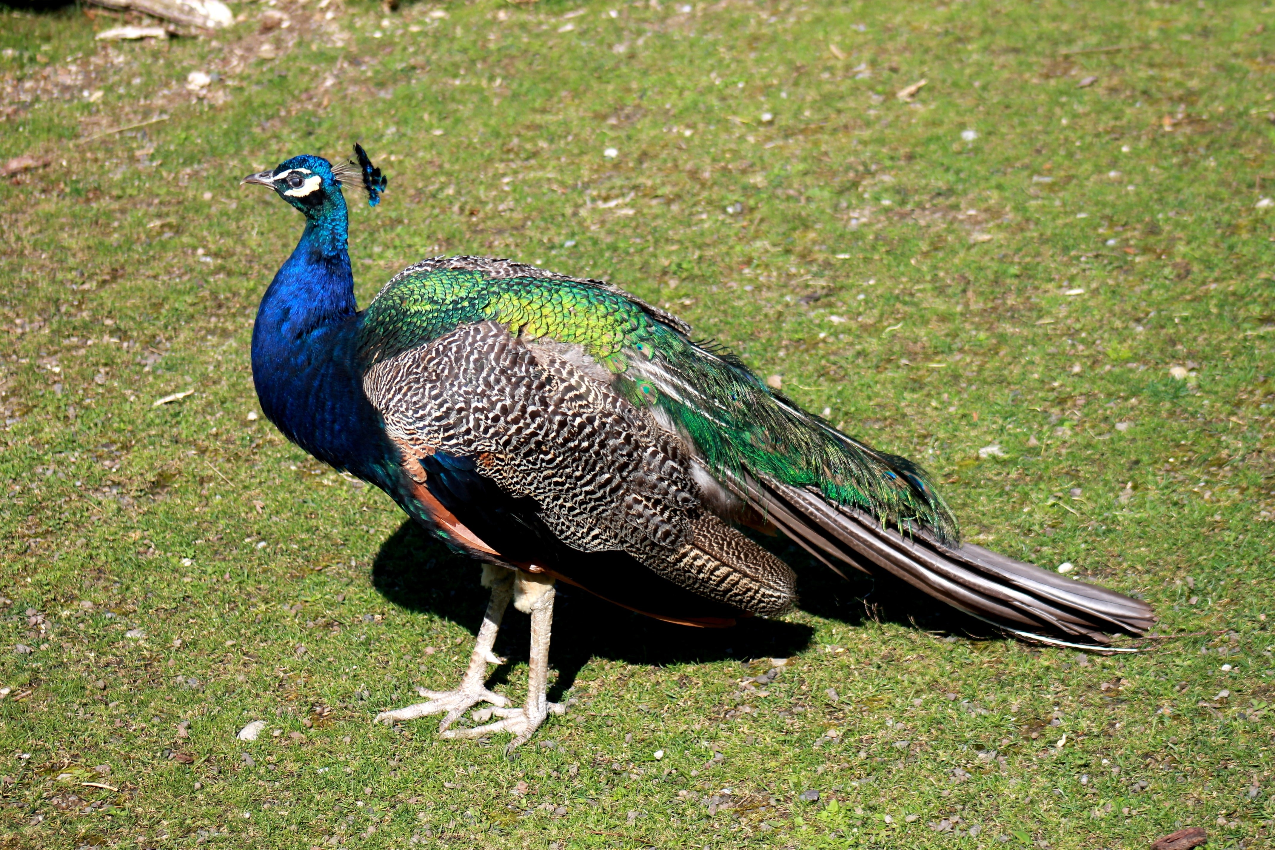 green black and gray peacock on green grass field