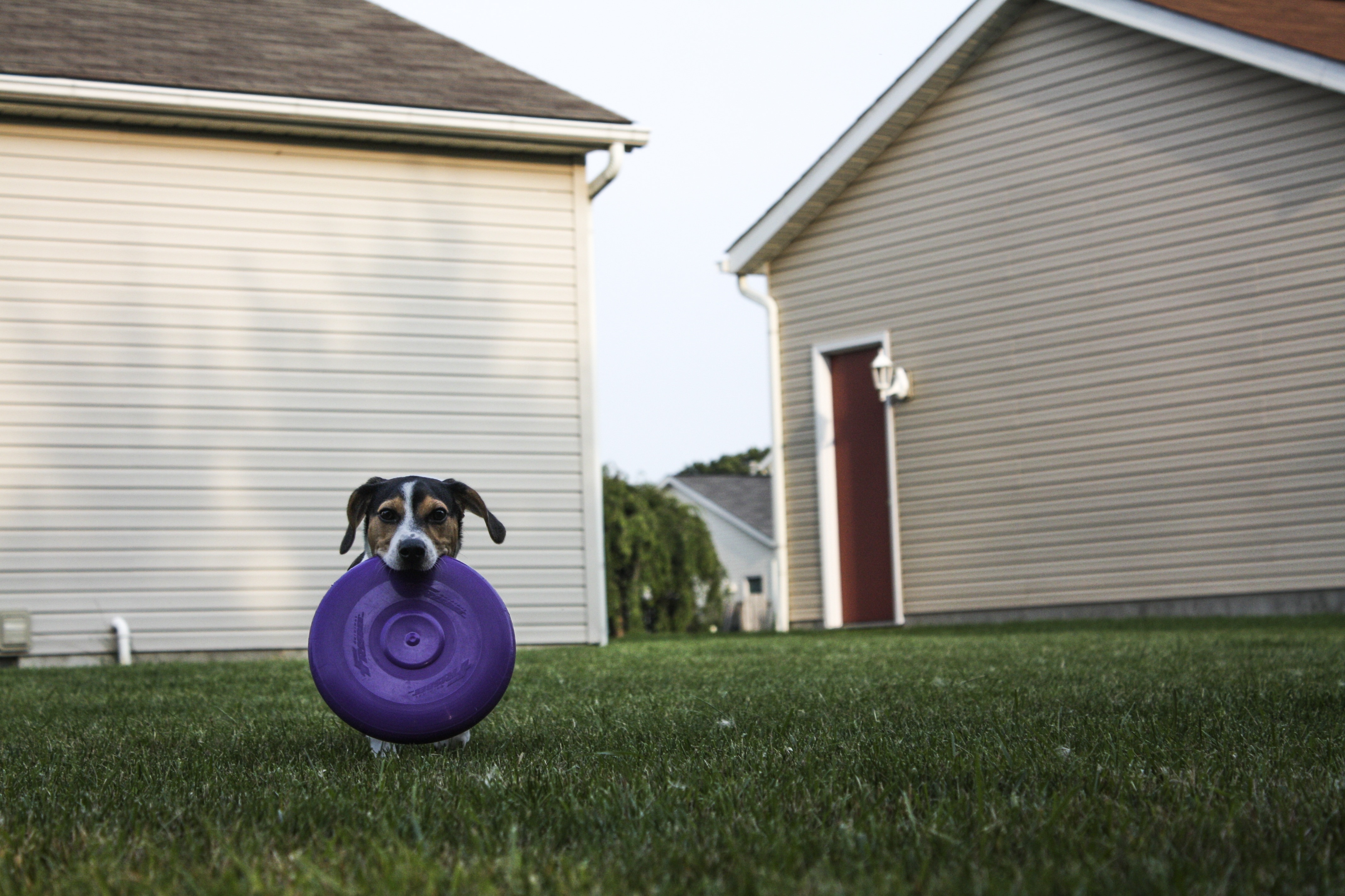 purple plastic frisbee