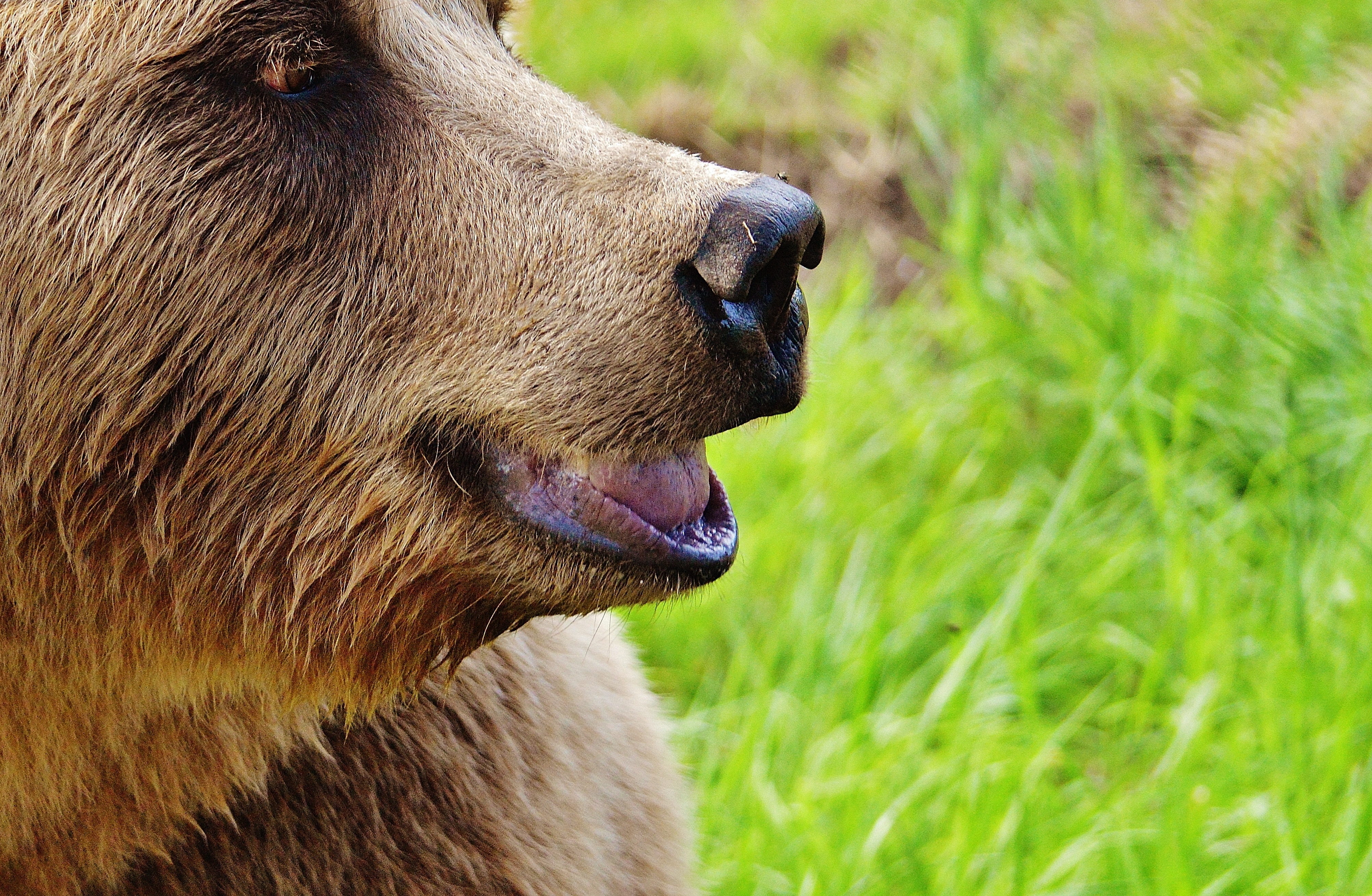 Какой нос у медведя. Бурый медведь. Европейский бурый медведь. Иберийский бурый медведь. Глаза медведя.
