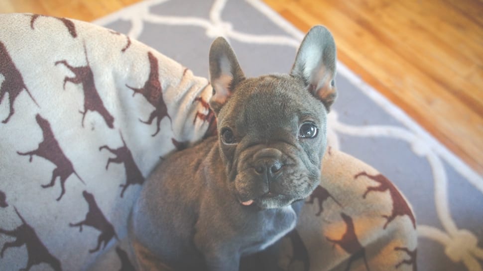 black french bulldog puppy preview