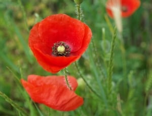 red petaled flower sorrounded by green grass thumbnail