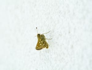 brown and white small butterfly thumbnail