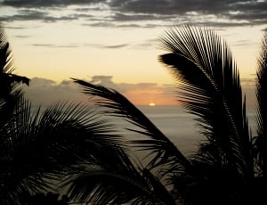 green palm trees during sunset thumbnail