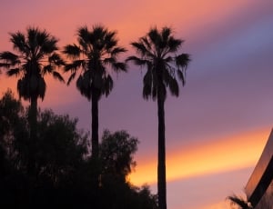silhouette of three palm trees thumbnail