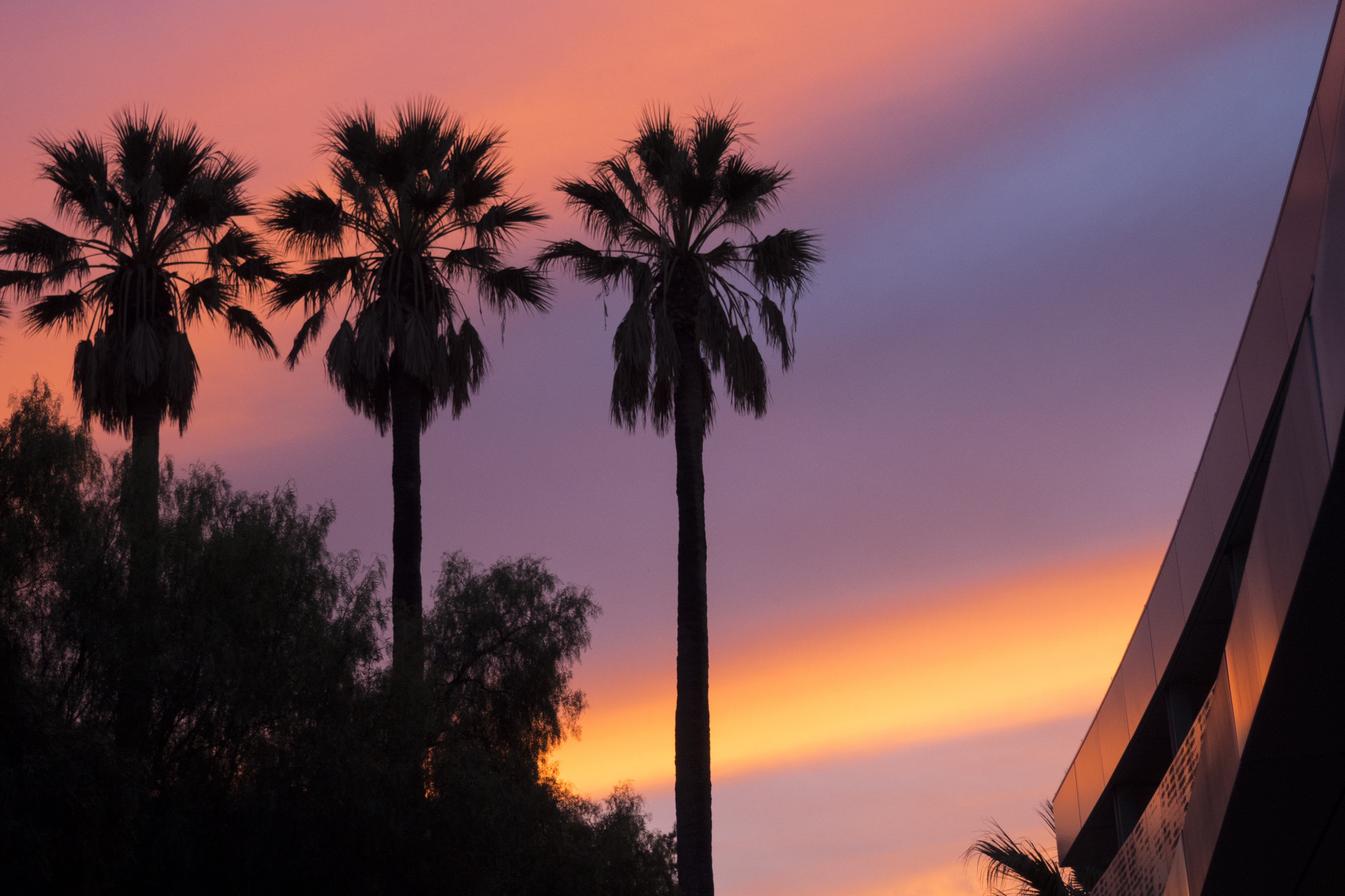 silhouette of three palm trees