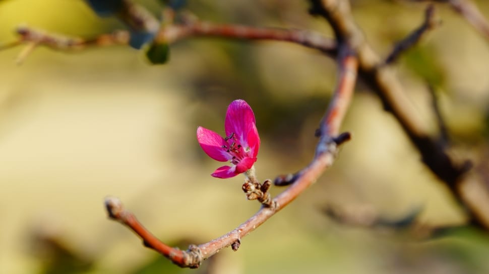 Tree, Pink, Red, Flower, Spring, Nature, flower, pink color preview