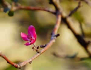 Tree, Pink, Red, Flower, Spring, Nature, flower, pink color thumbnail