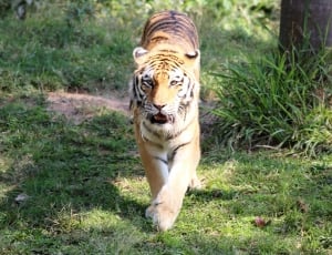 tiger animal thumbnail